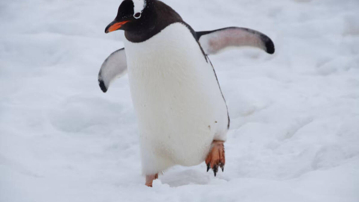 В ядре Linux отменили обязательную маркировку ИИ-кода в коммитах